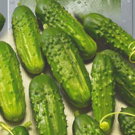 Кустовой семена огурца партенокарпического 9-12см (Seedera)