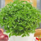 Кімнатний зелений насіння базиліка (Seedera)