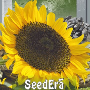 Ласунка семена подсолнуха (Seedera)