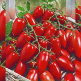 Дитячий солодкий насіння томата дет. кокт. ультрараннього 80-85 дн. слив. 30-40 гр. червоний (Seedera)