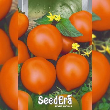Золото Илини семена томата индет. среднего окр. с носиком до 200г оранж. (Seedera)