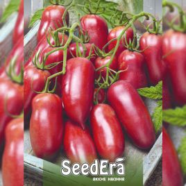 Корейський довгоплідний насіння помідора індетермінантного (Seedera)