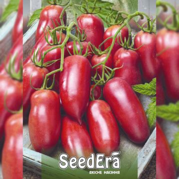Корейський довгоплідний насіння помідора індетермінантного (Seedera)