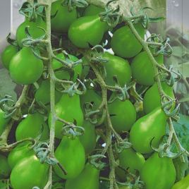 Изумрудная груша семена томата индет.раннего груш. 100-170г зелен. (Seedera)