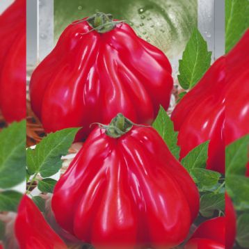 Шарпей розовый семена томата индет. среднего ребрист. 150-170г розов. (Seedera)
