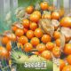Ананасовий насіння фізаліса (Seedera)