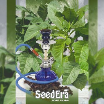 Болівійський чорний насіння тютюну курильного (Seedera)