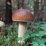Белый гриб еловый мицелий (УкрМицелий)