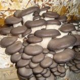 Вешенка китайская черная мицелий (УкрМицелий)