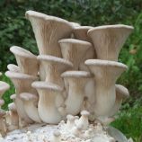 Вешенка королевская (Эринги) мицелий (УкрМицелий)