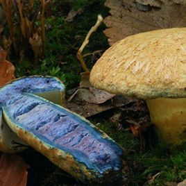 Гіропорус синіючий (Синяк) міцелій (УкрМіцелій)
