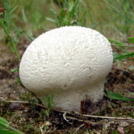 Головач круглый (Дождевик заячий) мицелий (УкрМицелий)