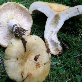 Груздь настоящий (сырой, мокрый, белый) мицелий (УкрМицелий)
