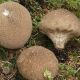 Дождевик умбровый (коричневый) мицелий (УкрМицелий)