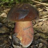 Дубовик крапчатый мицелий (УкрМицелий)