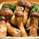 Грибы Мацутакэ (Рядовка обутая (пятнистая)) мицелий (УкрМицелий)