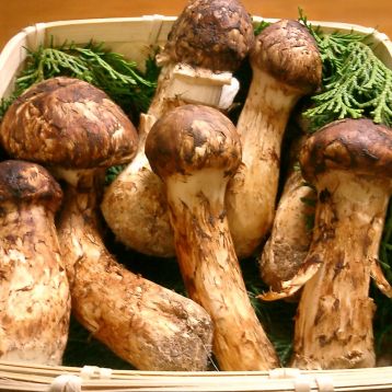 Грибы Мацутакэ (Рядовка обутая (пятнистая)) мицелий (УкрМицелий)