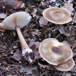 Коллибия каштановая (Родоколлибия масляная, Денежка масляная) мицелий (УкрМицелий)