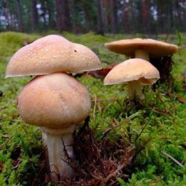 Колпак кольчатый (Приболотник белый, Розитес тусклый, Турок, Курочка) мицелий (УкрМицелий)