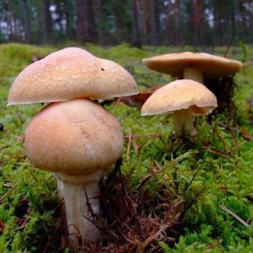 Колпак кольчатый (Приболотник белый, Розитес тусклый, Турок, Курочка) мицелий (УкрМицелий)