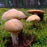 Колпак кольчатый (Приболотник белый, Розитес тусклый, Турок, Курочка) мицелий (УкрМицелий)