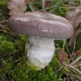 Мокруха еловая (Мокруха клейкая, Слизняк) мицелий (УкрМицелий)
