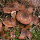 Опенок темный (Опенок грунтовой, Опенок жесткий) мицелий (УкрМицелий)