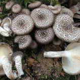 Панус тигровый (Пилолистник тигровый) мицелий (УкрМицелий)