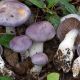 Паутинник голубой (Паутинник сизо-голубой, Паутинник голубеющий) мицелий (УкрМицелий)
