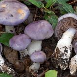 Паутинник голубой (Паутинник сизо-голубой, Паутинник голубеющий) мицелий (УкрМицелий)