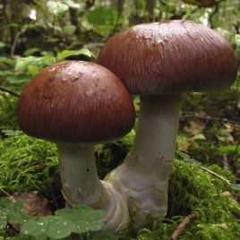 Паутинник превосходный мицелий (УкрМицелий)