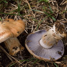 Паутинник сизоножковый мицелий (УкрМицелий)