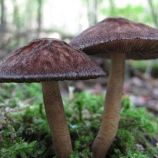 Плютей умбровый (Плютей тенистый, Плютей зонтичный мицелий (УкрМицелий)
