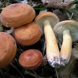Подмолочник (Молочай, Груздь красно-коричневый) мицелий (УкрМицелий)
