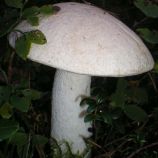 Подосиновик белый мицелий (УкрМицелий)