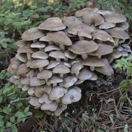 Рядовка скученная (Лиофиллум скученный, Рядовка групповая) мицелий (УкрМицелий)