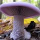 Рядовка фиолетовая (Леписта голая, Синюха, Синичка) мицелий (УкрМицелий)