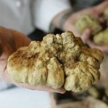 Трюфель белый пьемонтский, мицелий (УкрМицелий)