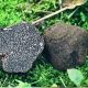 Трюфель черный перигорский (французский настоящий) мицелий (УкрМицелий)