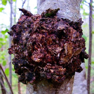 Чага (Березовый гриб, Трутовик скошенный) мицелий (УкрМицелий)