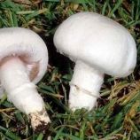 Шампиньон крупноплодный (крупноспоровый) мицелий (УкрМицелий)