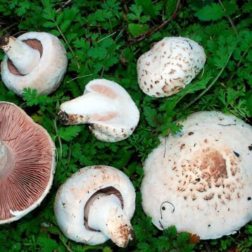 Шампиньон луговой (обыкновенный) мицелий (УкрМицелий)