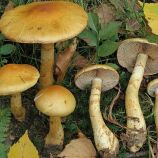 Паутинник желтый (Паутинник триумфальный, Приболотник триумфальный, Приболотник желтый), мицелий (УкрМицелий)