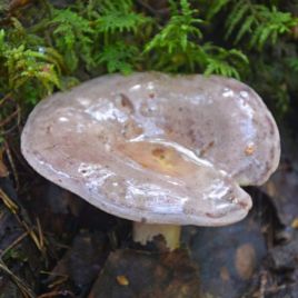 Серушка (Серая дуплянка, Груздь серо-лиловатый, Серый млечник, Серянка, Подорешница, Подорожница) мицелий (УкрМицелий)