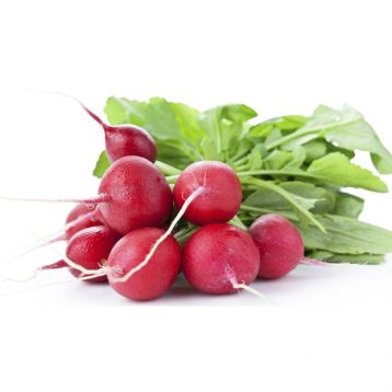 Парто F1 (калібр.) насіння редиски ранньої 25 дн. 3,5-4 см (Agri Saaten)