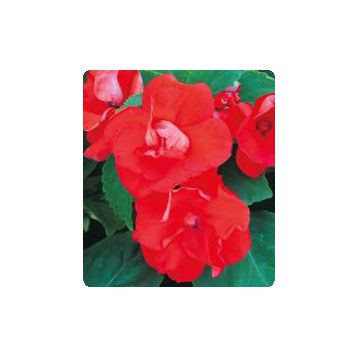 Султан Orange насіння бальзаміну (Kitano Seeds)