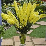 Опус F1 семена антирринума карликового желтого (Syngenta)