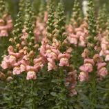 Опус F1 семена антирринума пинк (Syngenta)