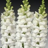 Антіррінум Увертюра F1 білий