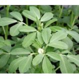 Грибна трава насіння (Яскрава)